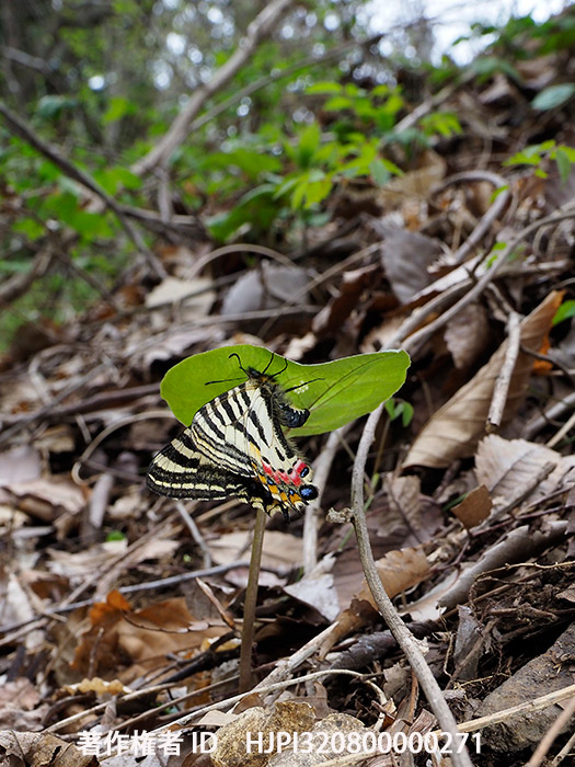 ヒメギフチョウの産卵　Luehdorfia puziloi