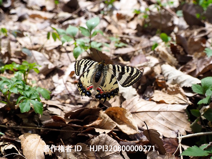 産卵植物を求めて飛ぶヒメギフチョウ　Luehdorfia puziloi