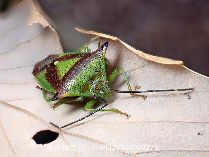ツノアカツノカメムシ　Acanthosoma　haemorrhoidale
