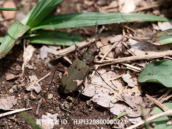 ニワハンミョウ　Cicindela japana