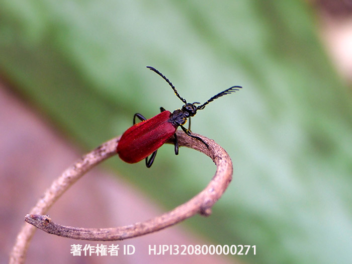 アカハネムシの仲間　Pseudopyrochroa