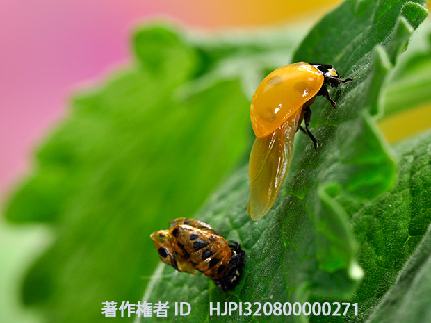 羽化したナナホシテントウ　Coccinella septempunctata