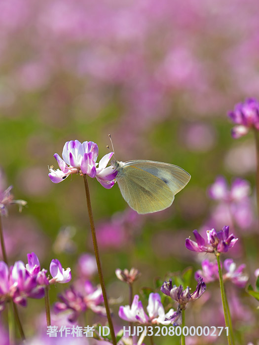 レンゲにモンシロチョウ　Pieris rapae