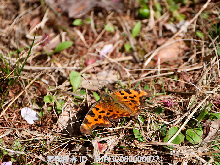 越冬明けのシータテハ　Polygonia c-album