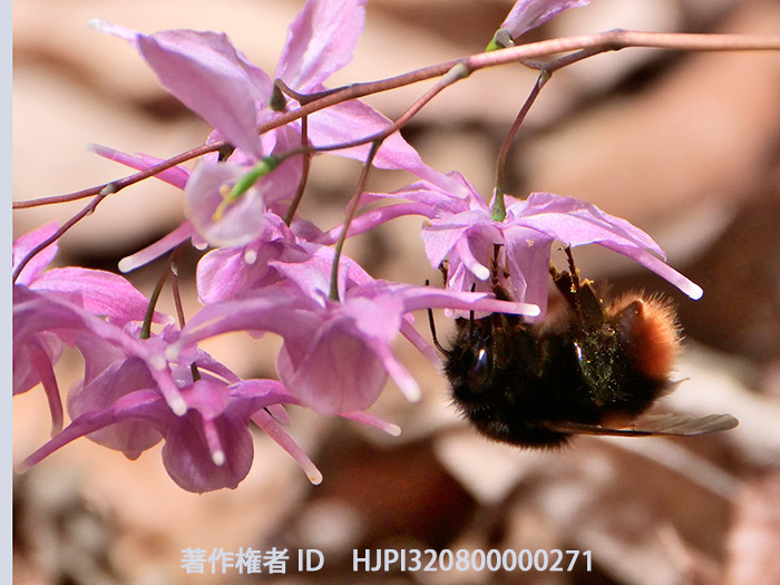 イカリソウにクロマルハナバチ　Bombus ignitus