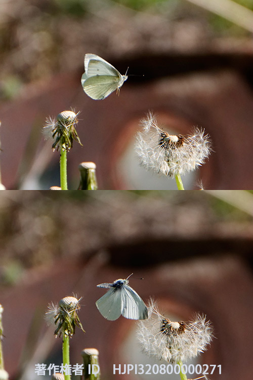 タンポポの綿毛に惹かれるモンシロチョウ　Pieris rapae