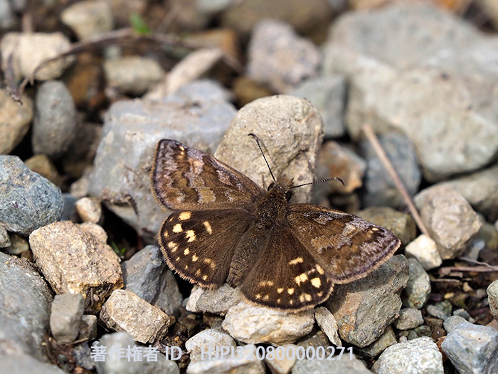 ミヤマセセリ　Erynnis montanus