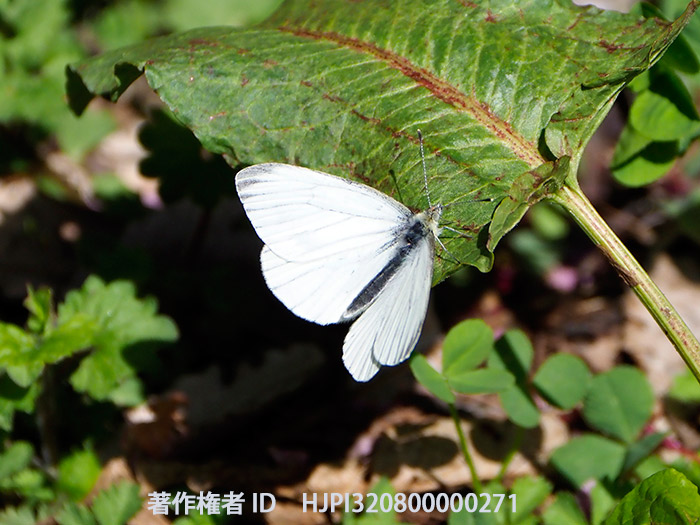 ヤマトスジグロシロチョウ春型オス　Pieris nesis