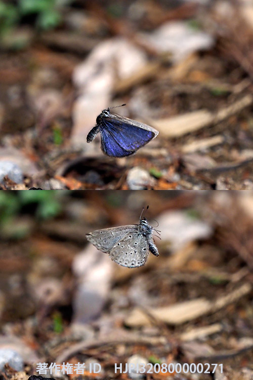 スギタニルリシジミ　Celastrina sugitanii