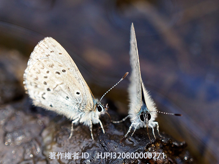 可愛らしいスギタニルリシジミの顔　Celastrina sugitanii