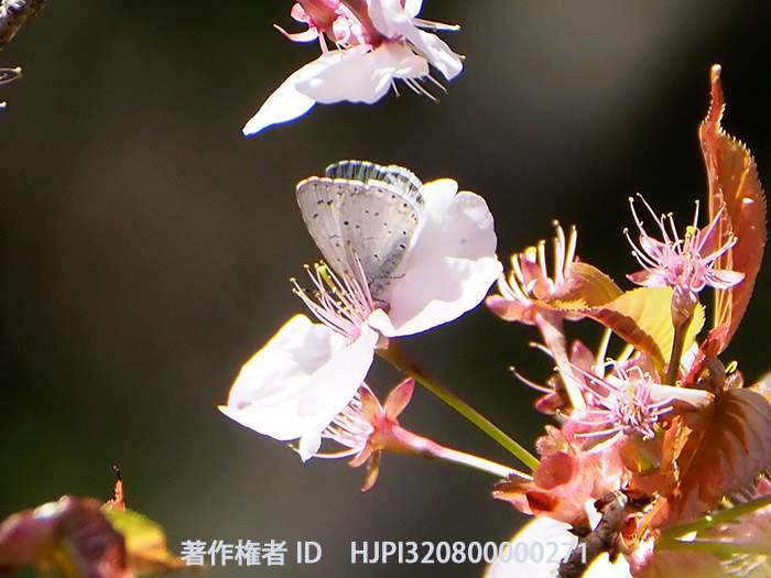 桜にルリシジミ　 Celastrina argiolus