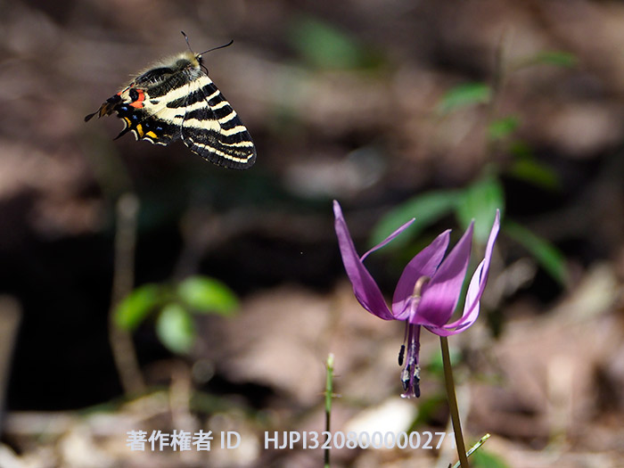 カタクリにギフチョウ　Luehdorfia japonica