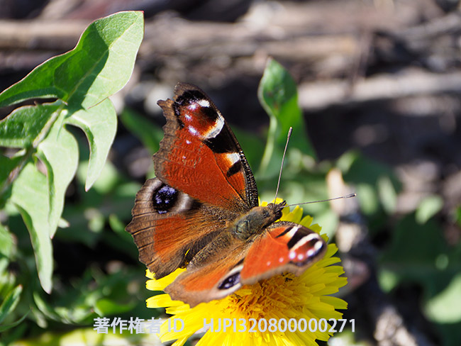 越冬明けのクジャクチョウ　Inachis io