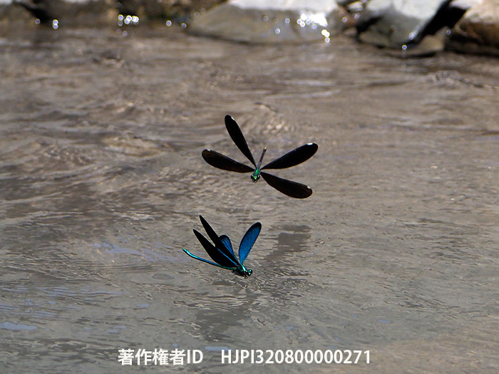 タイワンハグロトンボ Matrona basilaris 