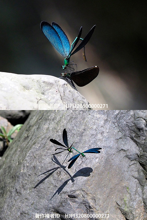 タイワンハグロトンボの交接飛翔 Matrona basilaris 