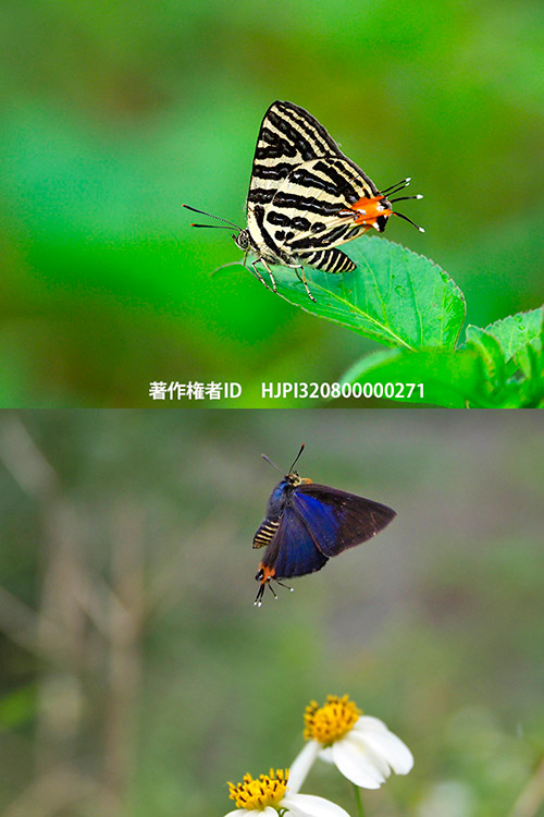 シャマキマダラルリツバメ（ミツボシフタオツバメ）　Spindasis syama 