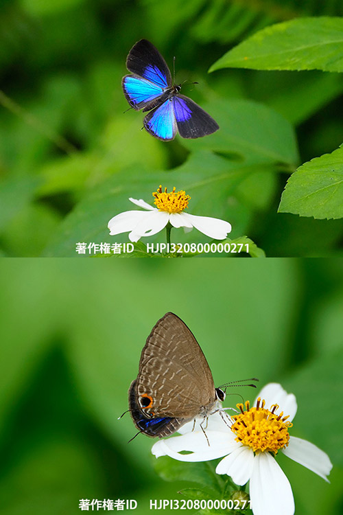 ルリウラナミシジミ　Jamides bochus