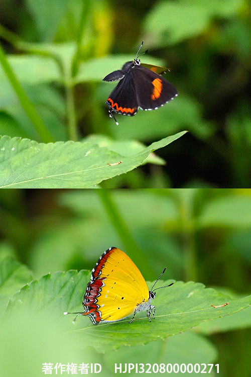 ウラフチベニシジミのメス　Heliophorus ila