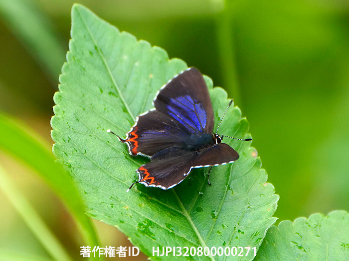 ウラフチベニシジミのオス　Heliophorus ila 