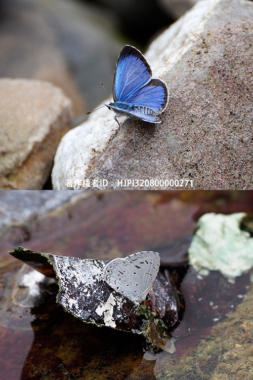 ヤクシマルリシジミ（タイワンルリシジミ）　Acytolepsis puspa