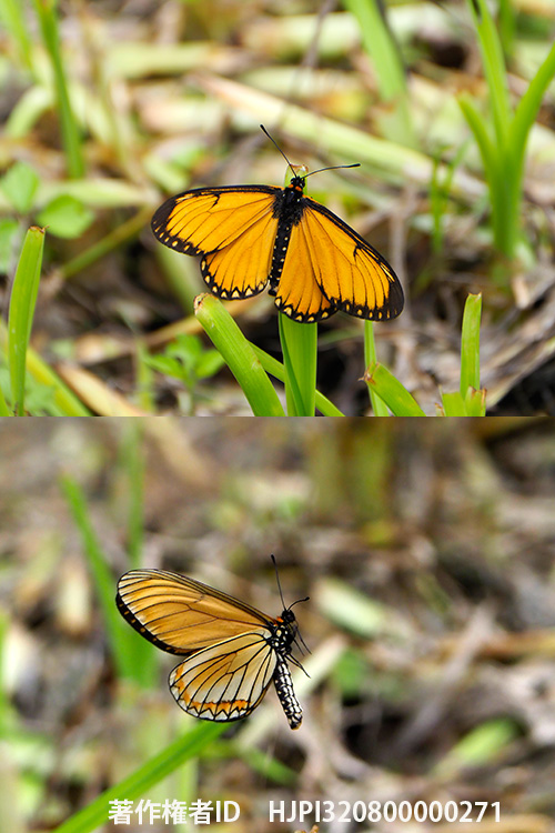 ホソチョウ　Acraea issoria