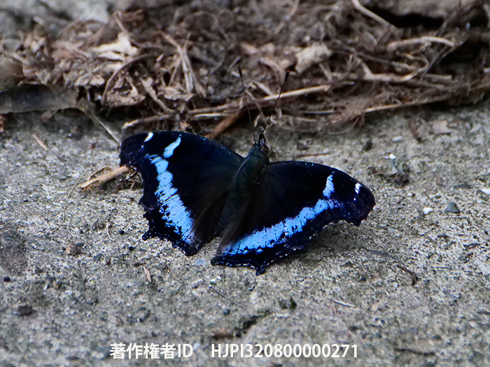 ルリタテハ　Kaniska canace