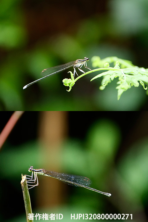 モノサシトンボの仲間　Pseudocopera ciliata