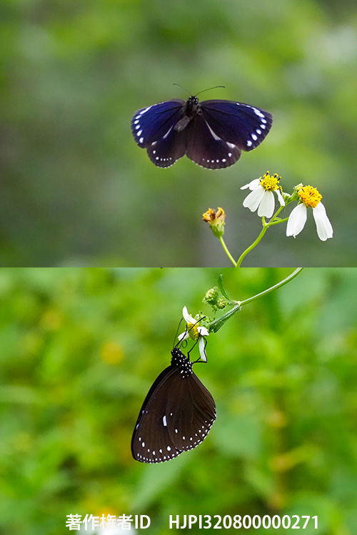 ホリシャルリマダラ　Euploea tulliolus