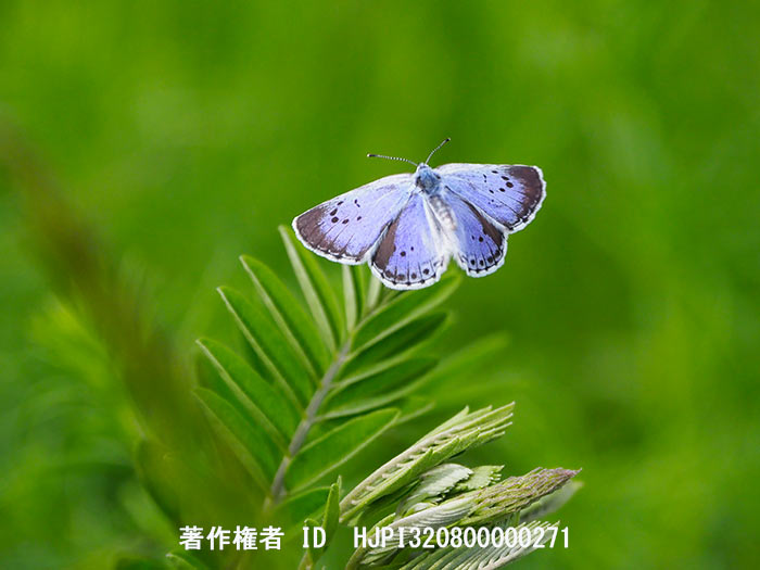 東御のオオルリシジミ