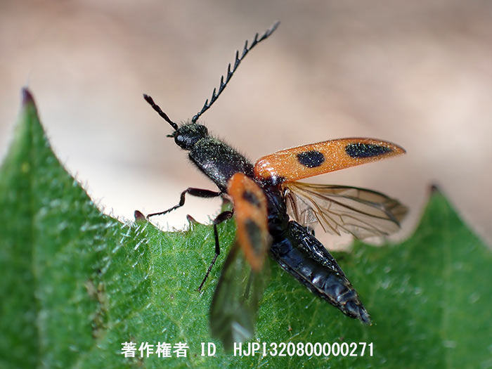 ダイミョウコメツキ　Anostirus daimio