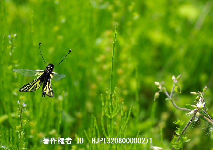 6月のぼくのイベントスケジュール