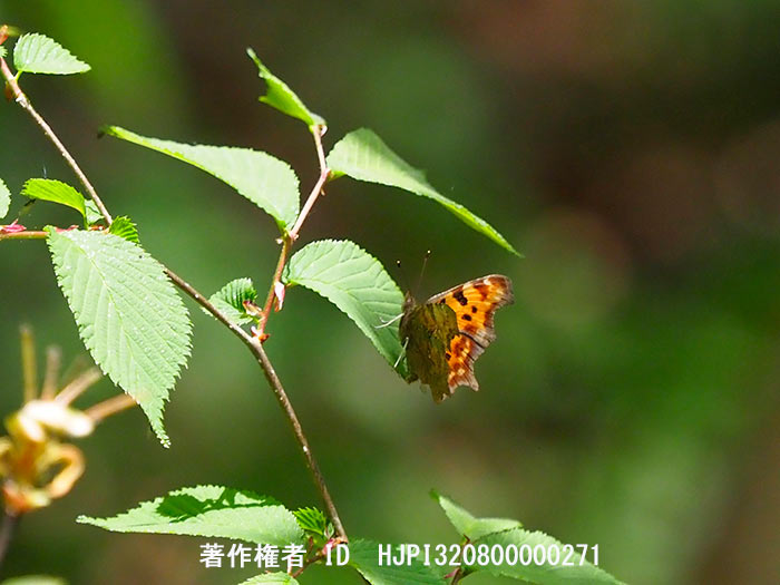 オヒョウに産卵したシータテハ　Polygonia c-album