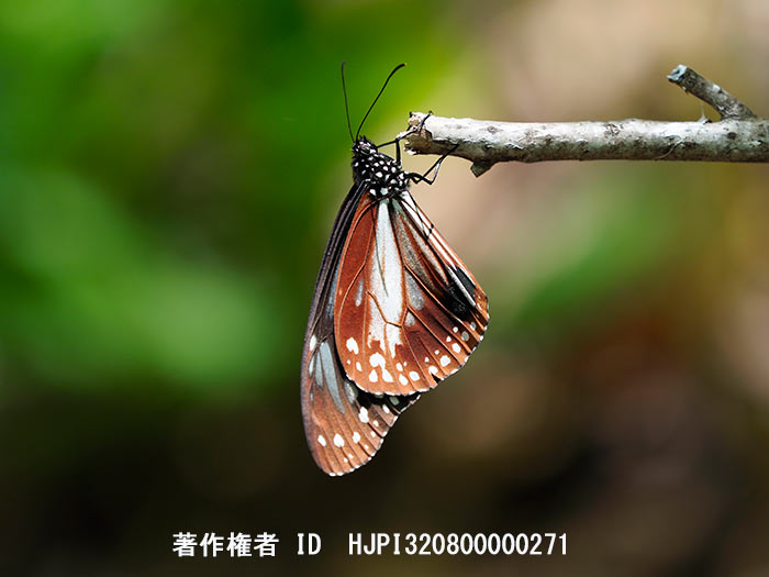 アサギマダラが渡ってきている　Parantica sita