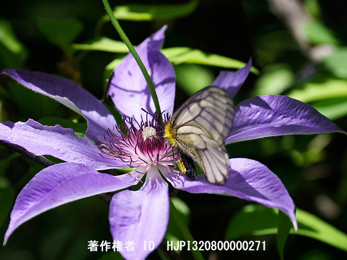 テッセンで蜜を吸うウスバシロチョウ　Parnassius citrinarius