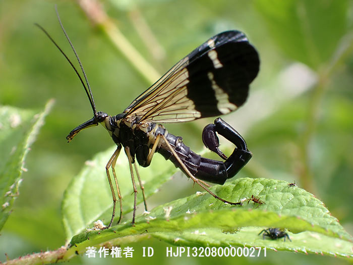 翅を立てたヤマトシリアゲ　Panorpa japonica