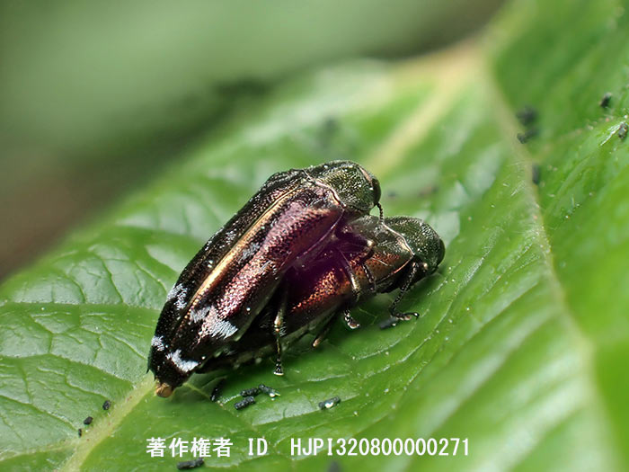 シロオビナカボソタマムシ　Coraebus quadriundulatus
