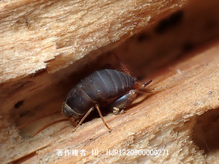アリヅカコオロギ　Myrmecophilus　sp.