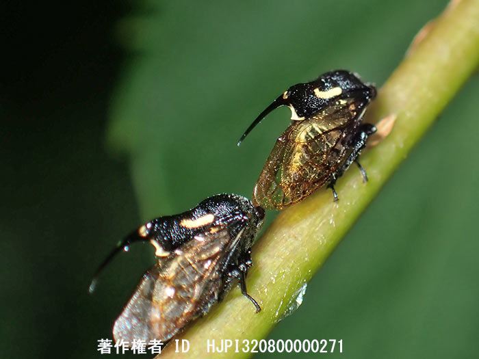 タケウチトゲアワフキ　Machaerota takeuchii 