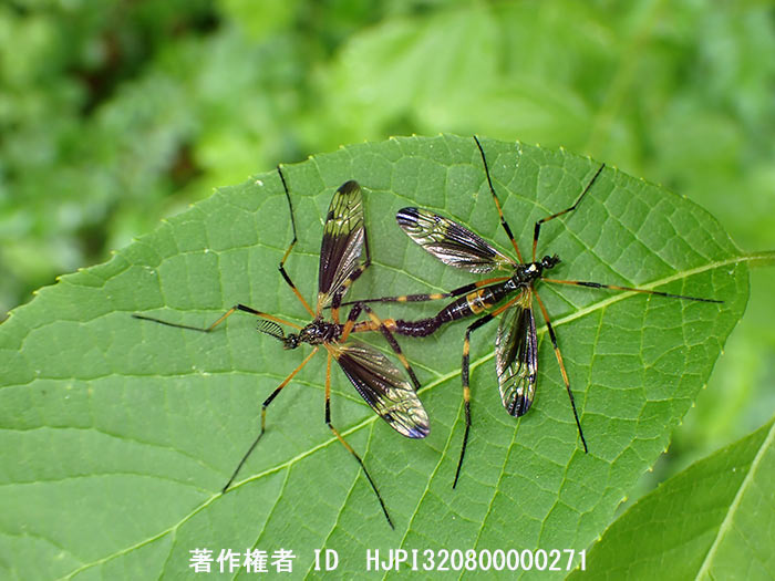 ベッコウガガンボの交尾　Dictenidia pictipennis