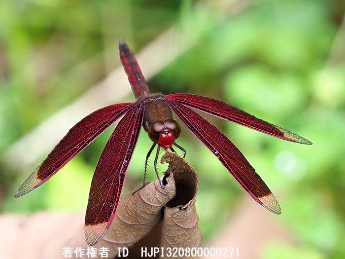 今日からボルネオへ