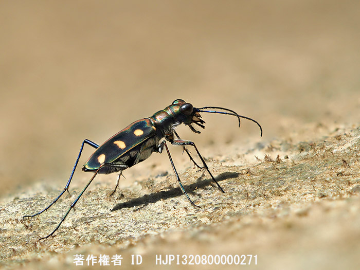 MC-20を使ったハンミョウのマクロ撮影