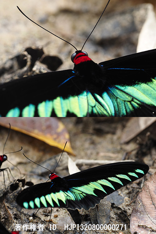 オリンパスの新しい2倍テレコン