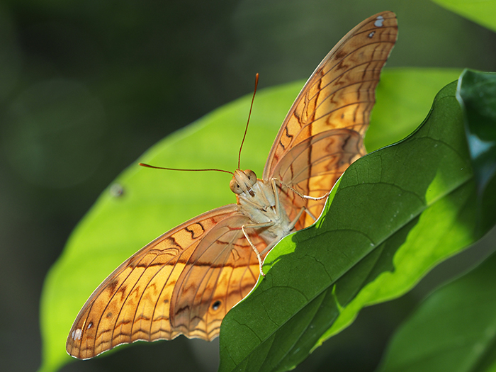 ぼくがテレコンを使う理由