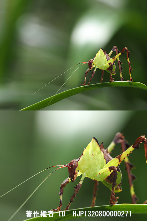 テレコンを使うと大きく写る