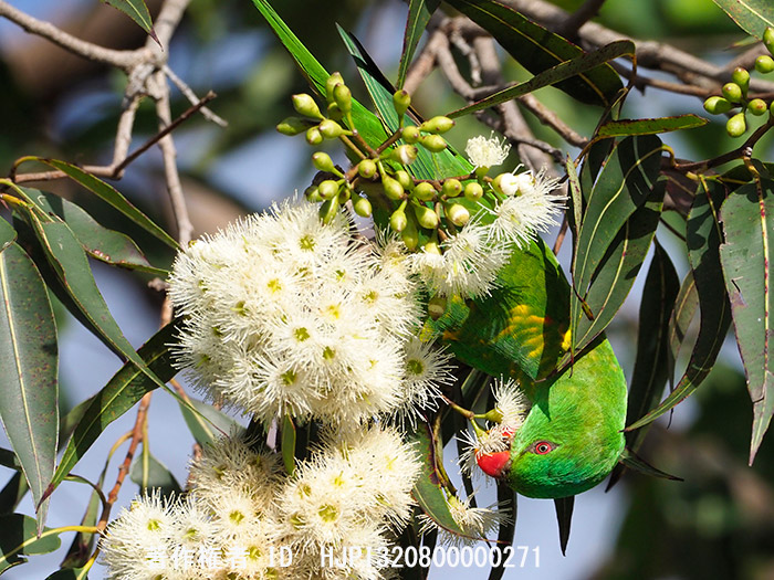 テレコンでコセイガイインコ　Trichoglossus chlorolepidotus