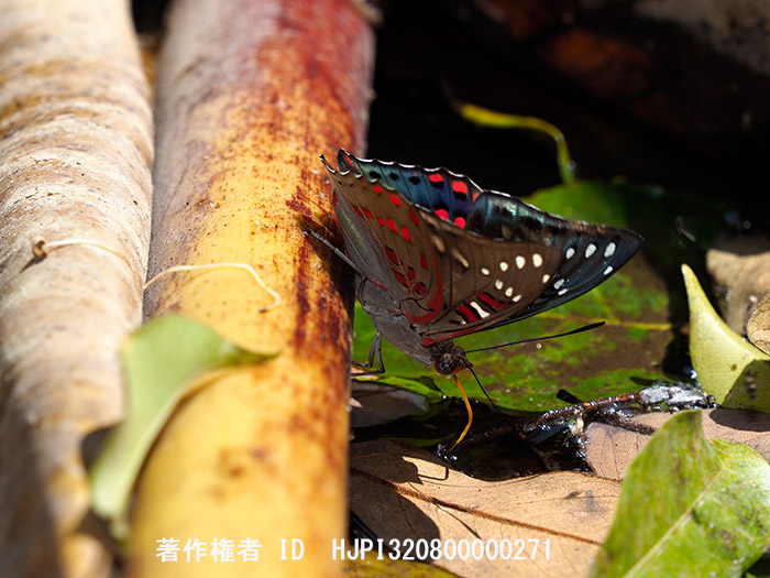 ベニボシイナズマ　Euthalia malaccana