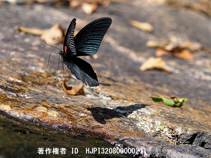 MC-20をproキャプチャーモードで使う