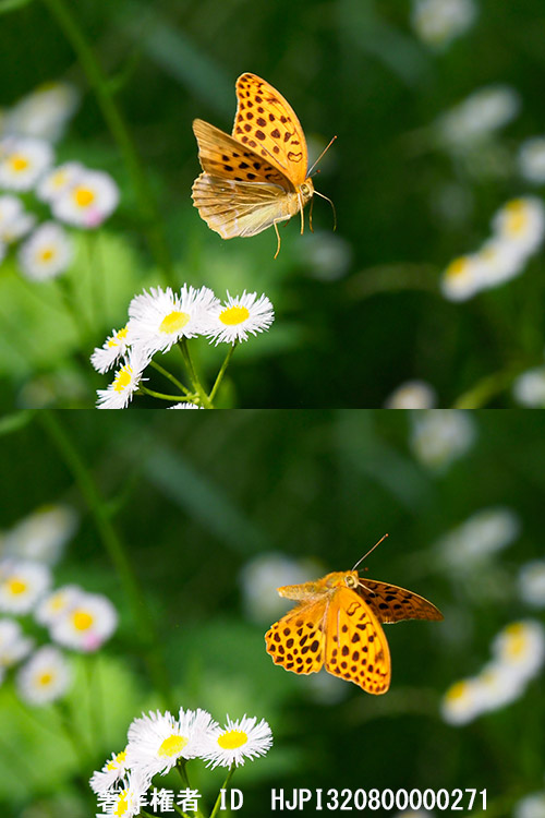 クモガタヒョウモン　Nephargynnis anadyomene
