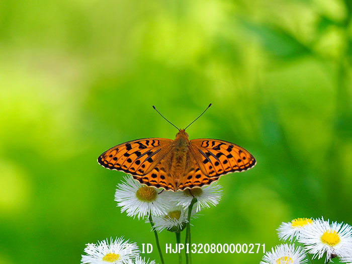 ウラギンヒョウモン　Argynnis adippe
