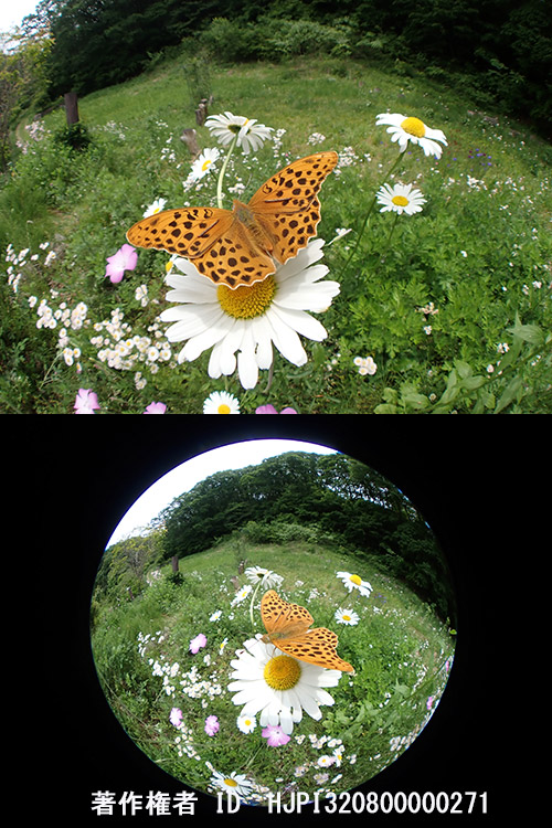 TG-6のフイッシュアイコンバーター